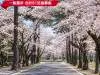 桜木霊園桜並木