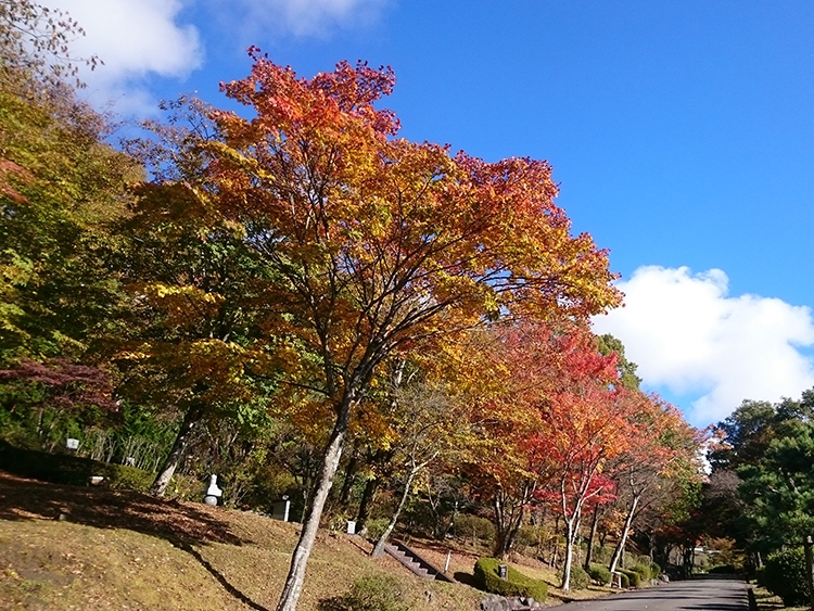 紅葉