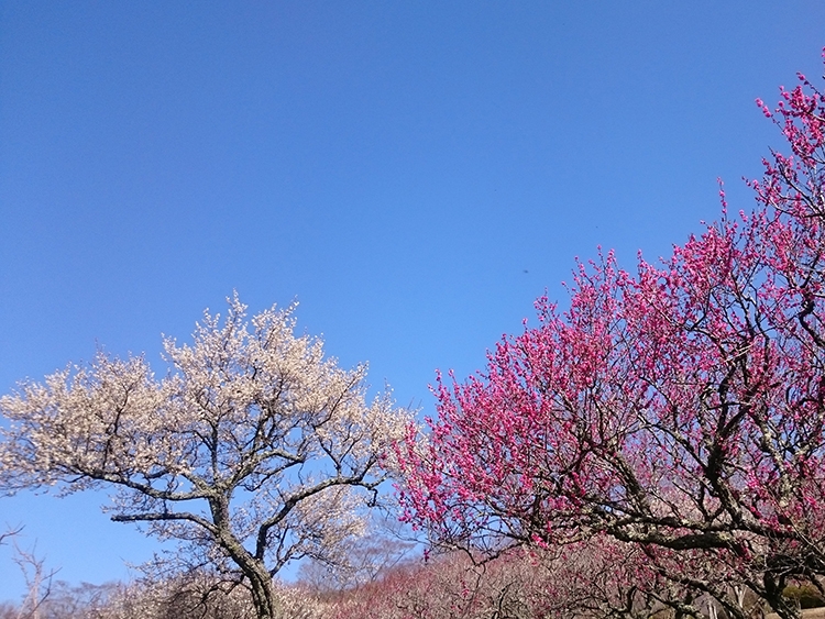 梅林