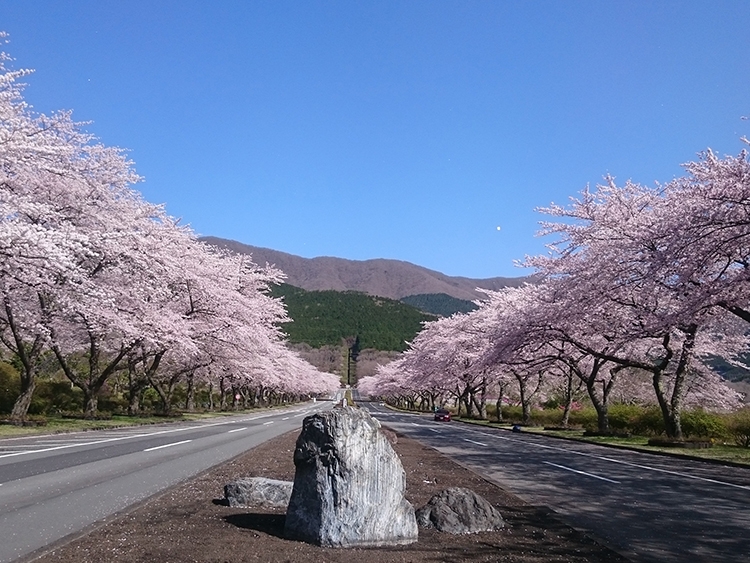 桜並木