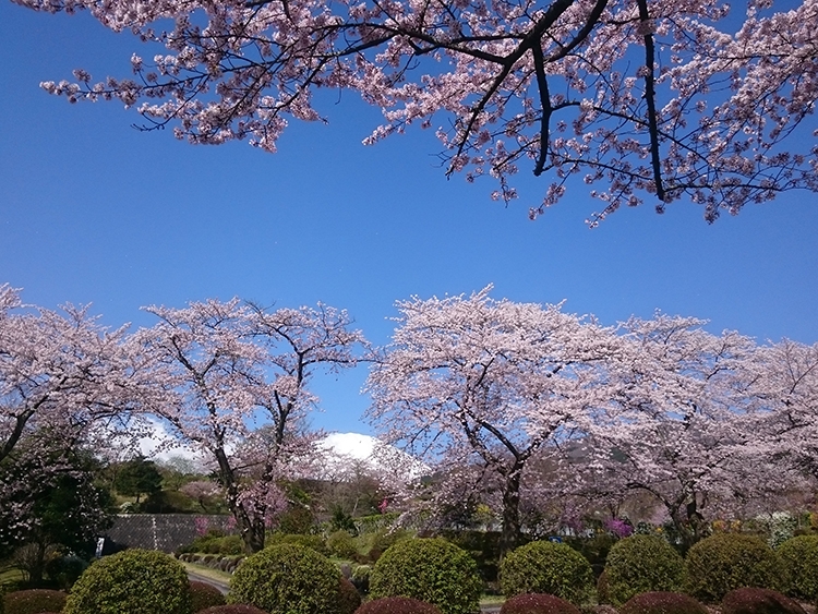 桜