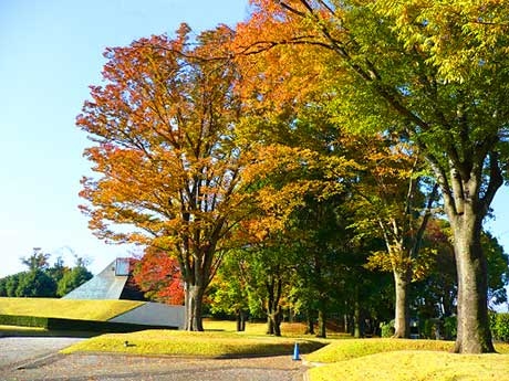 赤や黄に色づいた葉が秋の深まりを感じさせます