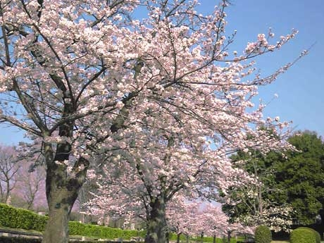 桜並木が園を彩る季節