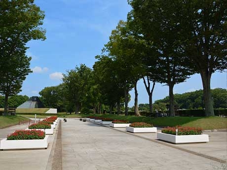 青葉の中、蝉の声が聞こえ始めました