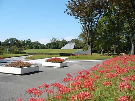 曼殊沙華が夏の終わりを告げています