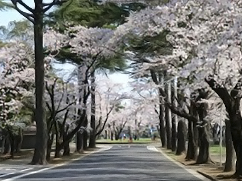 千葉市営桜木霊園